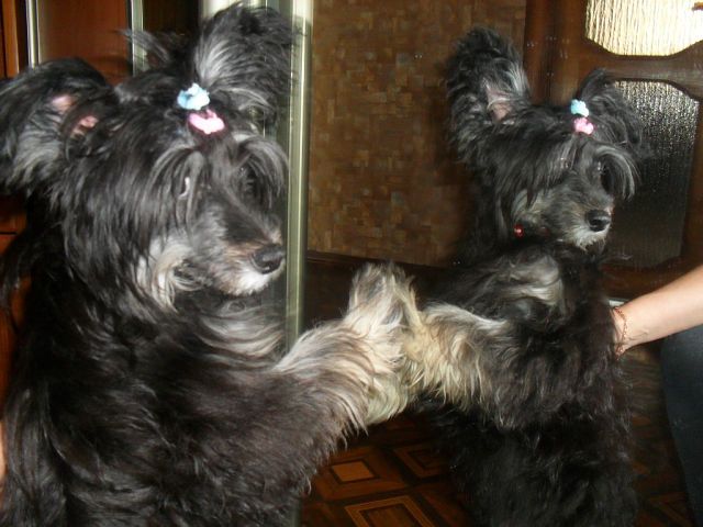 Magnet Success Busy Lady