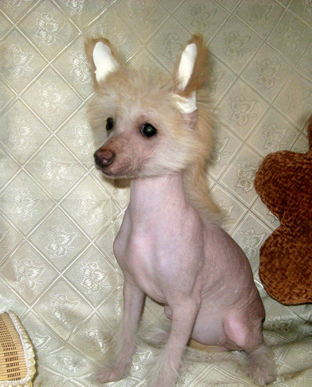 Magnet Success Barbie Doll