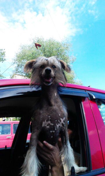 Sapfir iz Tsarskogo Sela Jerom Lorie