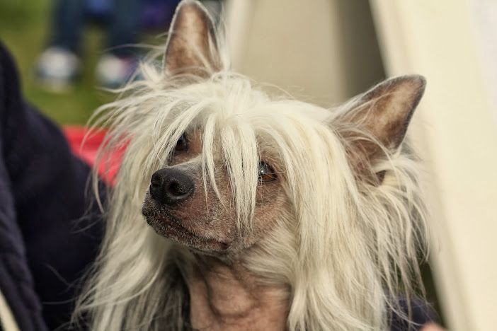 Layla z Lowickiego Ksiestwa