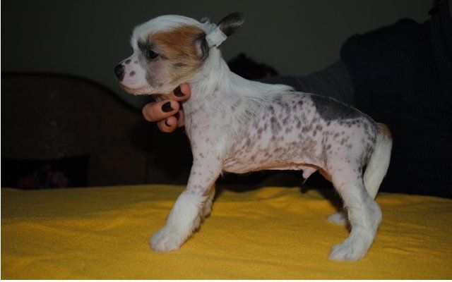 Lider z Lowickiego Ksiestwa