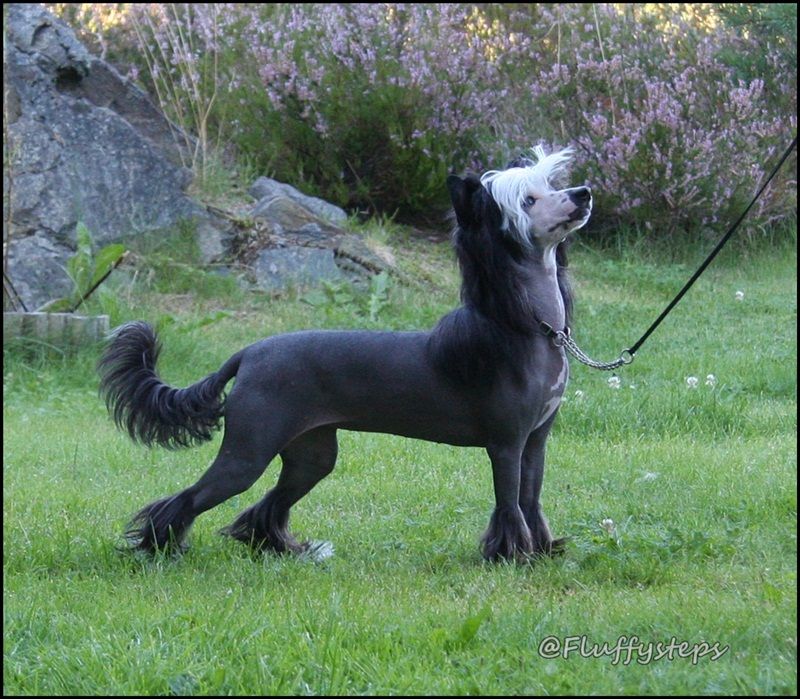 Fluffysteps Extra Glow For The Show