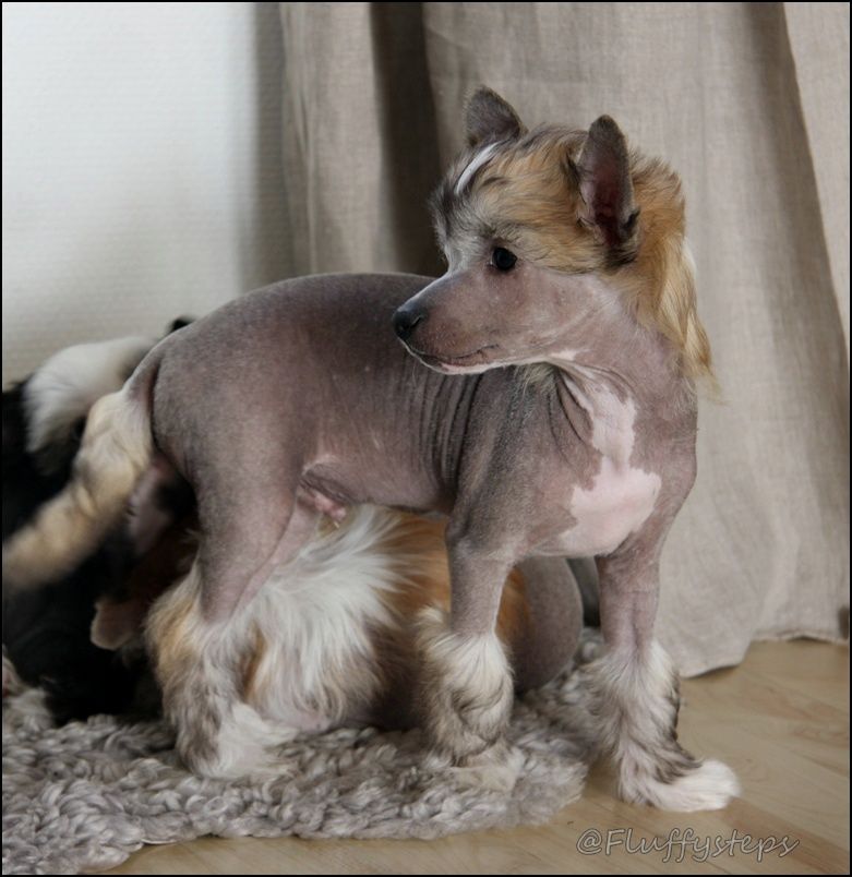 Fluffysteps Entry Of The Century