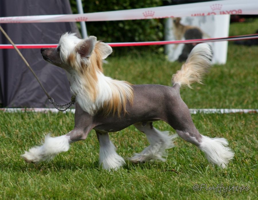 Fluffysteps Enchanted King Of Bling