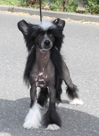 Pure Steel von Shinbashi