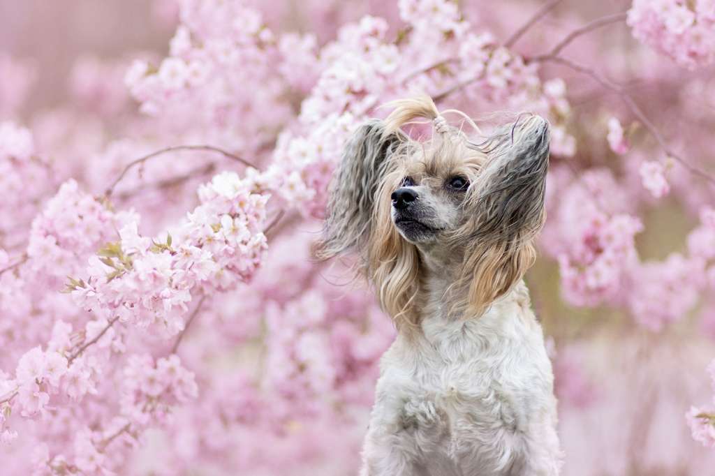 Be My Dog's Ysabella Rose