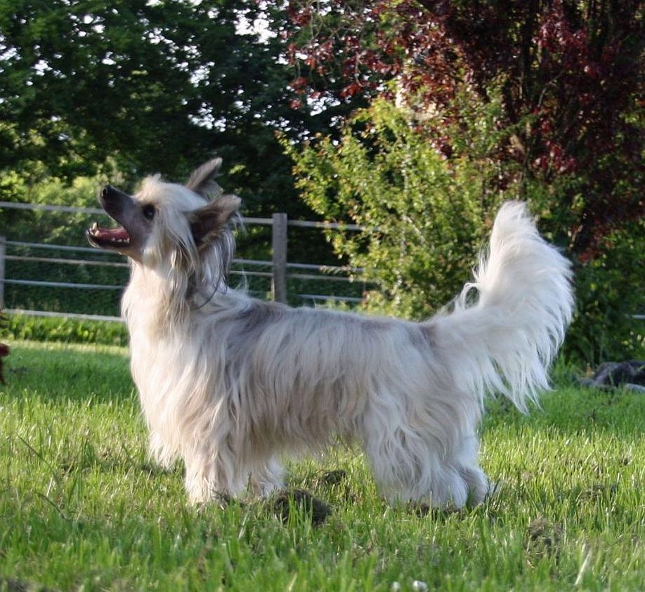 Be My Dog's Ya Ya Bings