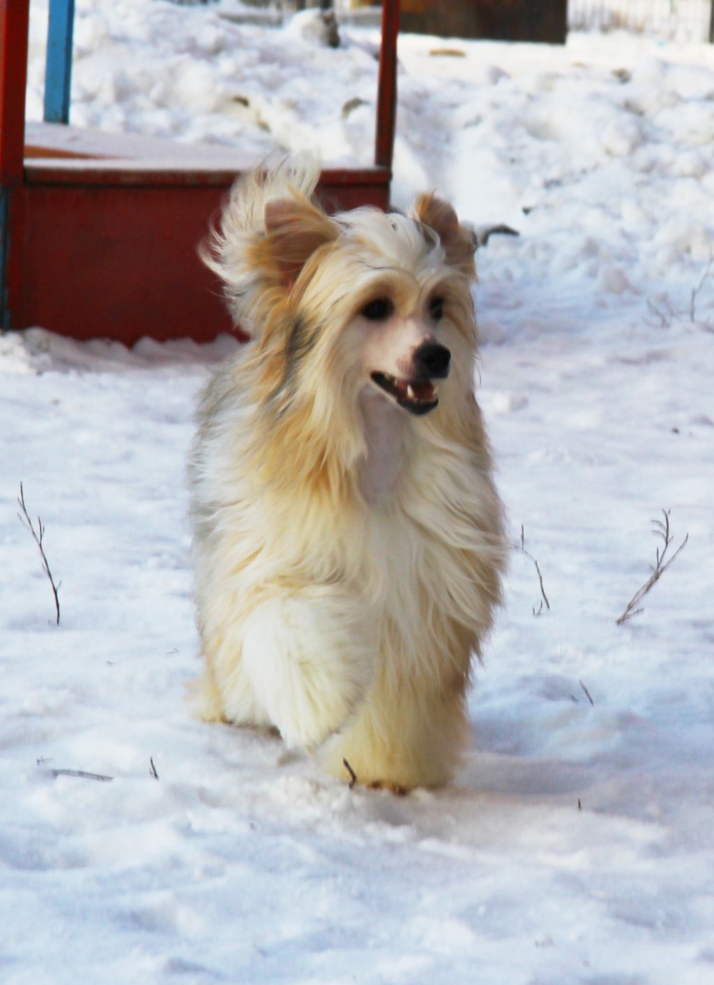 Be My Dog's Yo Yo Action