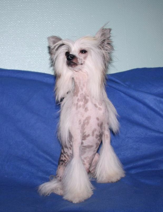 Be My Dog's Yerbouti