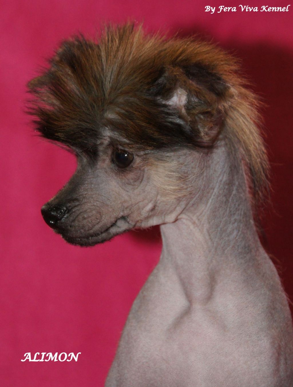 Alimon Mali Wojownicy 