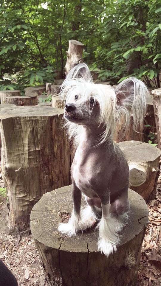 Good Luck Little Champs