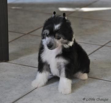 Good night Little Champs