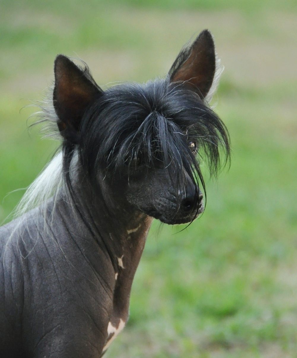 Good feeling Little Champs