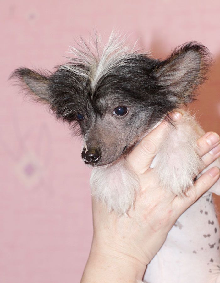 Vesennyaya Kapel Agnessa