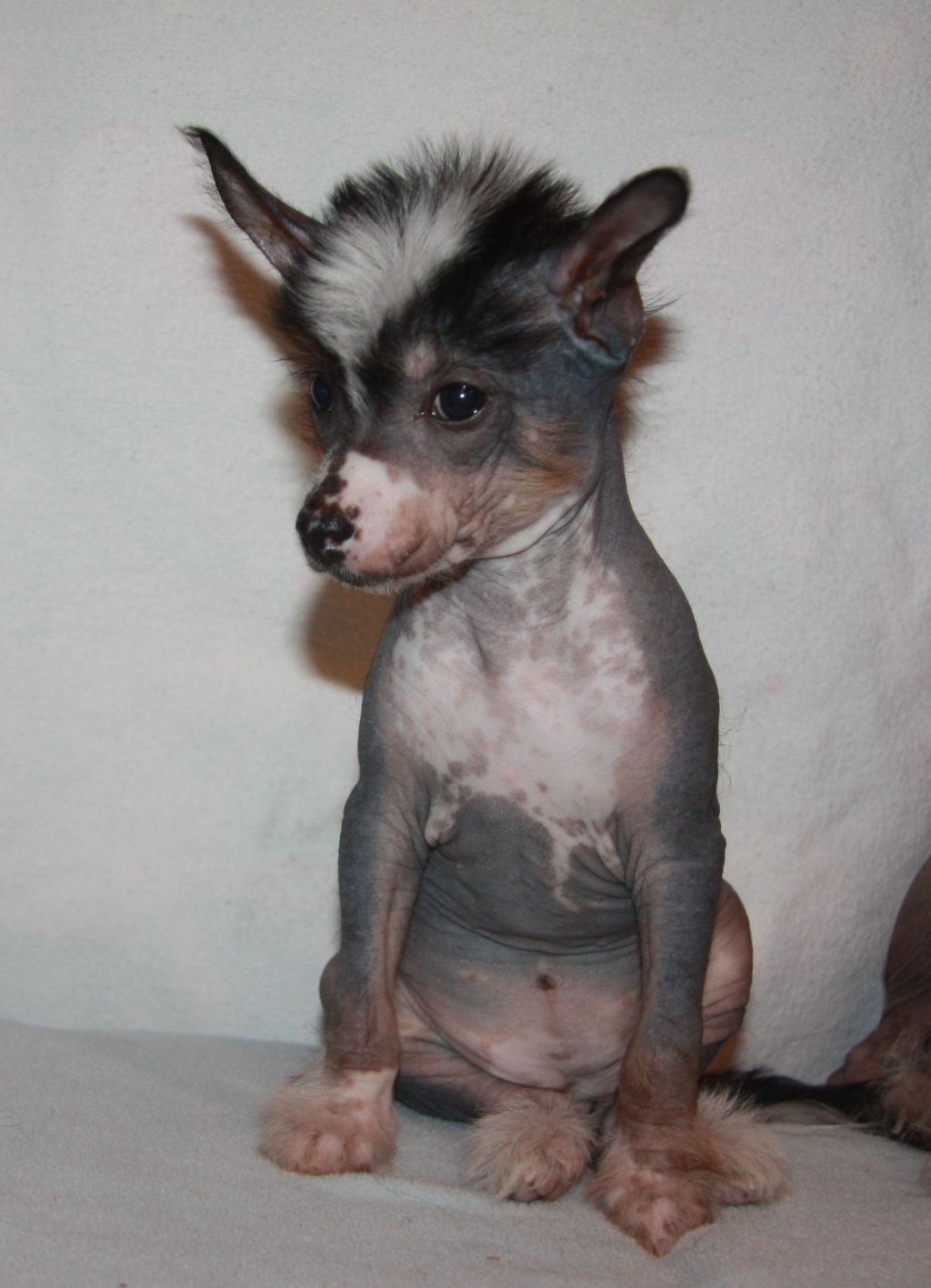 Zhemchuzinka  iz Strany Kutha