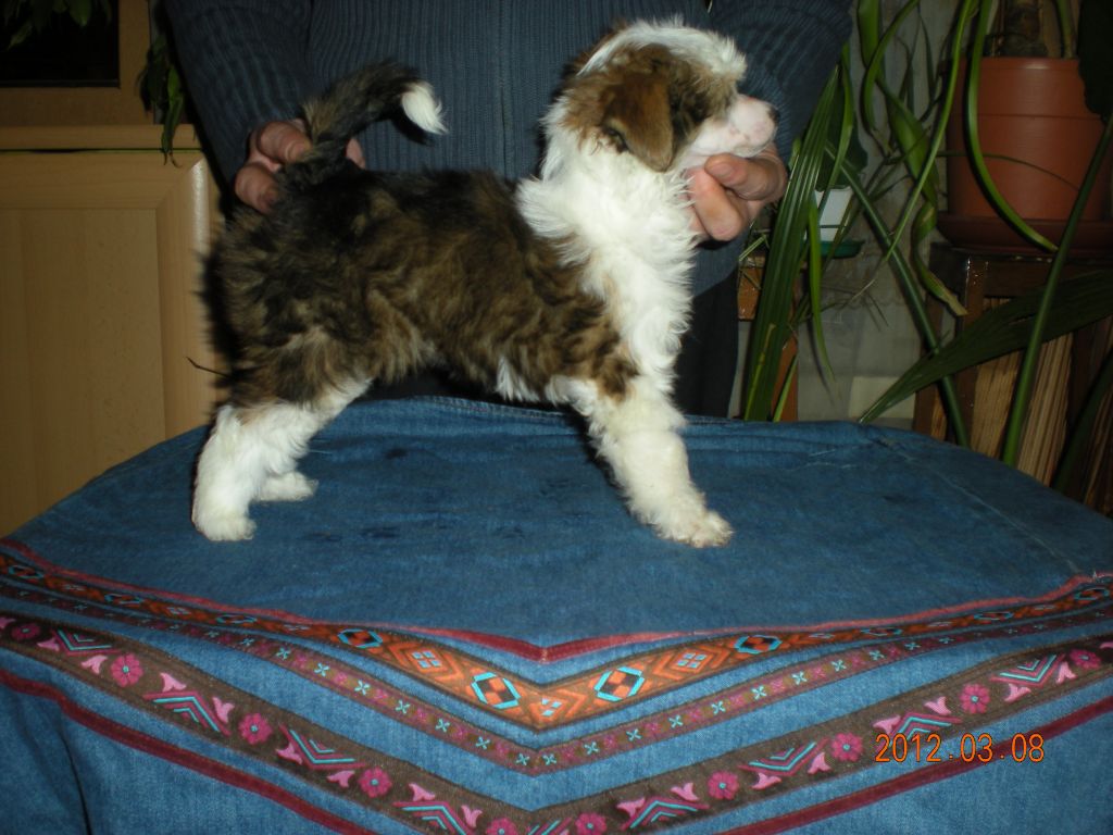 Ellada Star Imperija