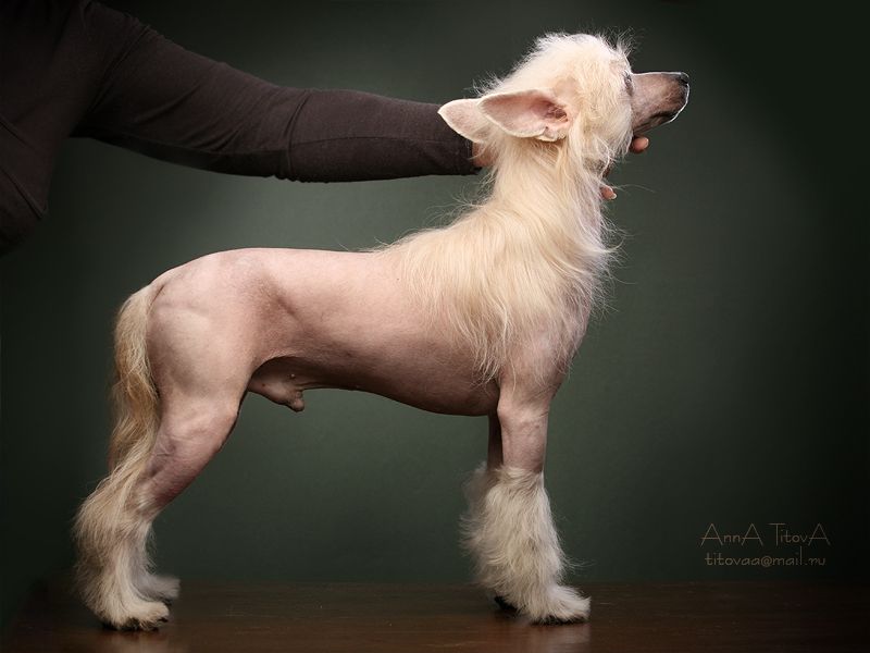 Gidaori Father's Son