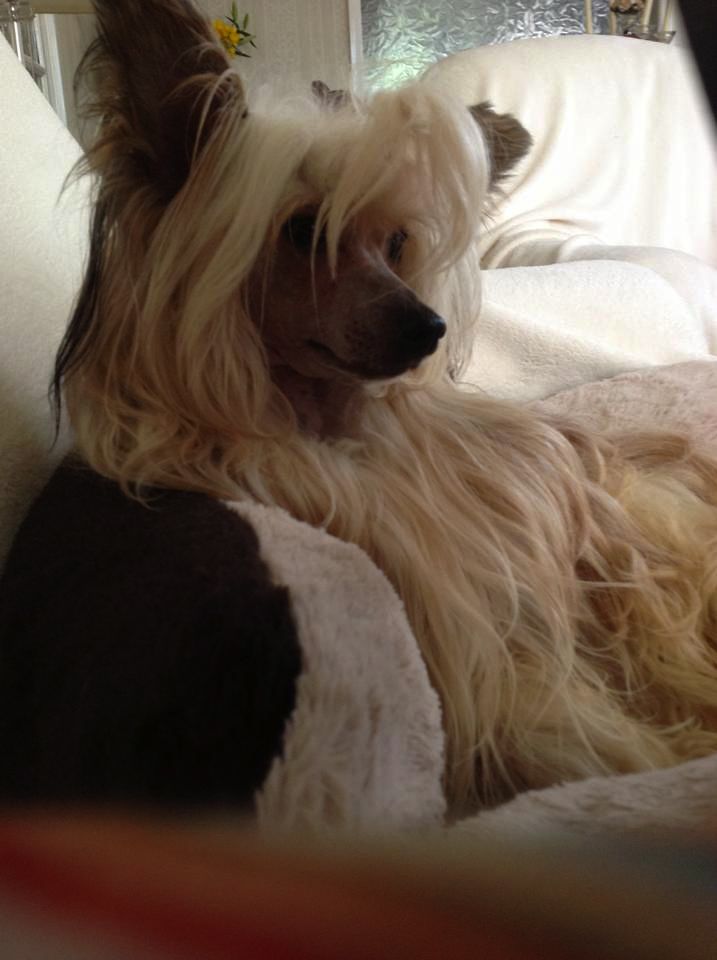 Oolagha Theme In Cream At Toytales