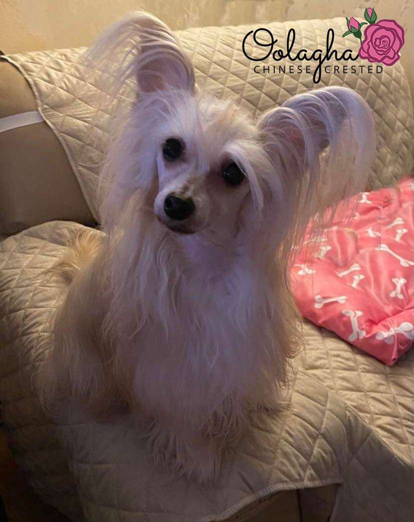 Ch Oolagha Kristol Rose