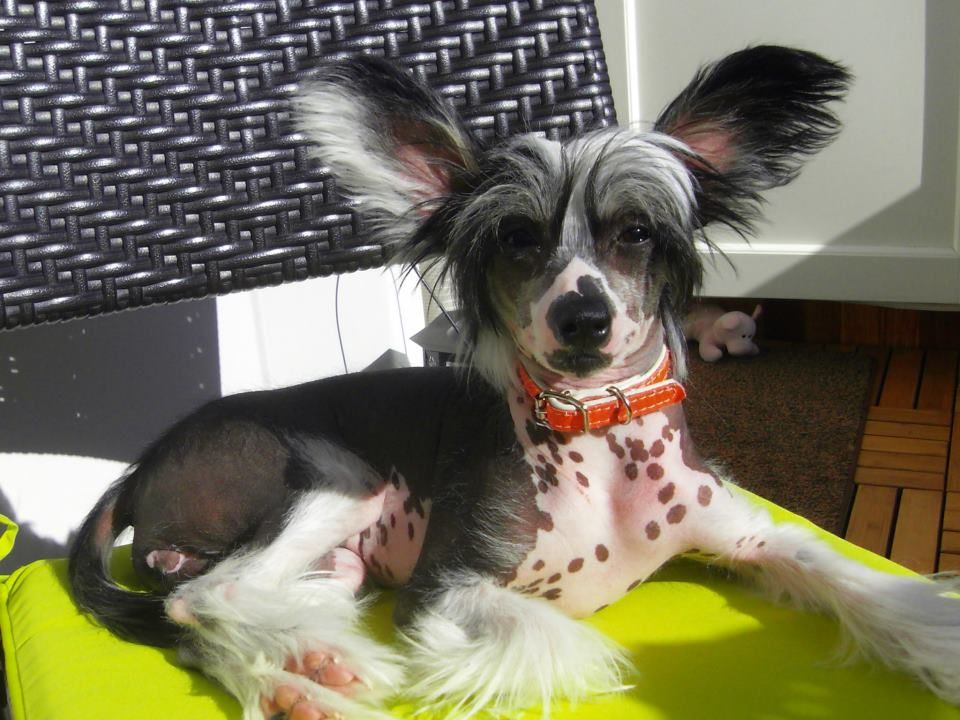 Lady's Trick One-To-On