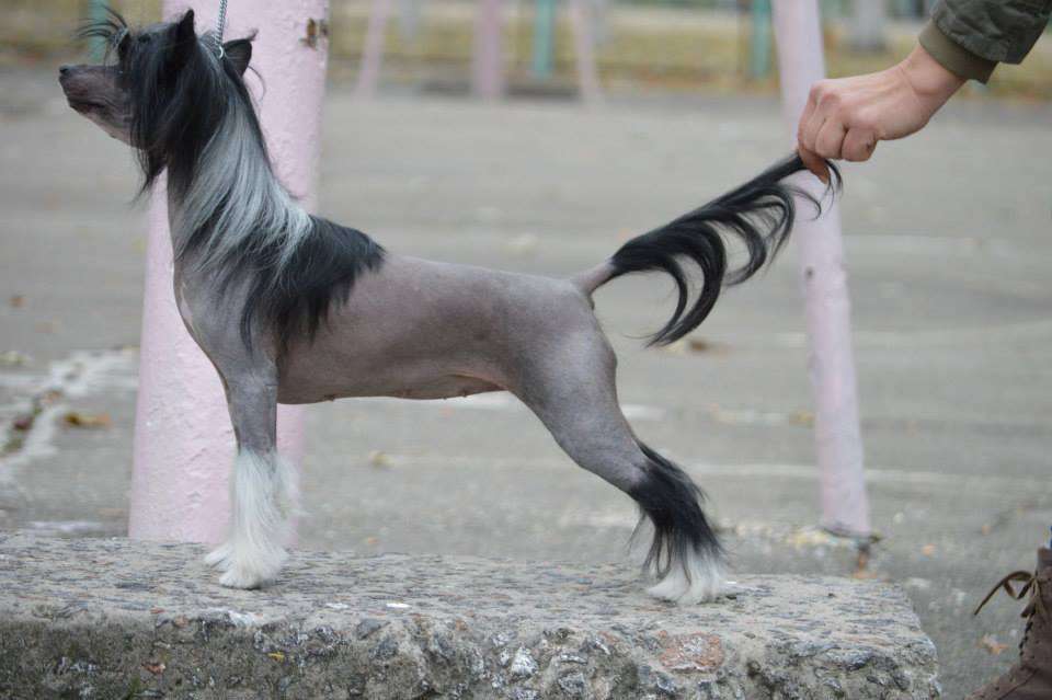 Enerdgy Di Dom Risorto