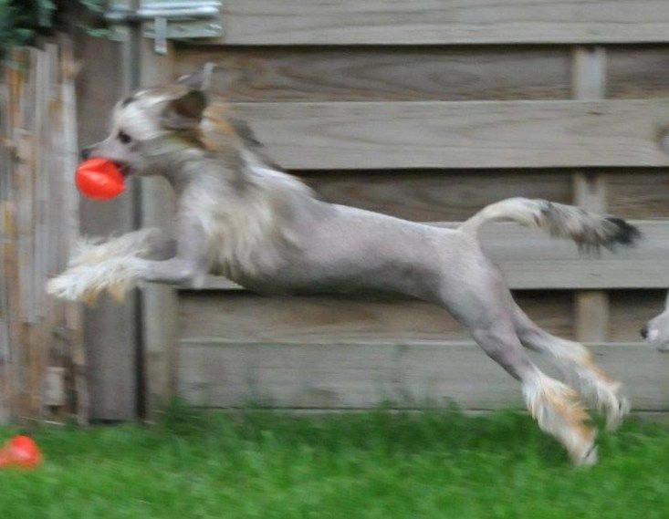 Geraldine Queen Malverne