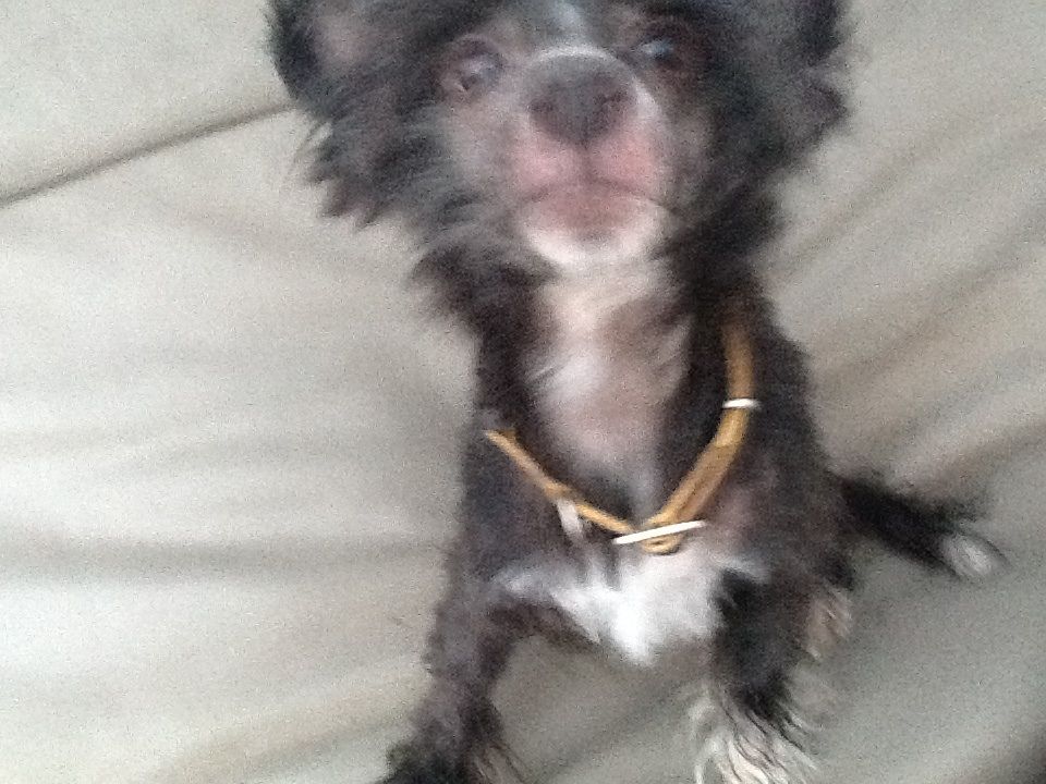 Don Santino Ruzzo Tasaro Silva