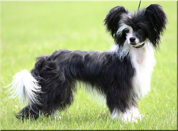 Marachinos Ohanas Spirit