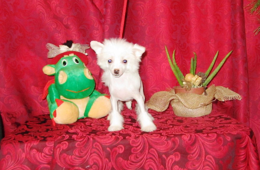 Bellezza Mulatto Cioccolato Dom Risorto