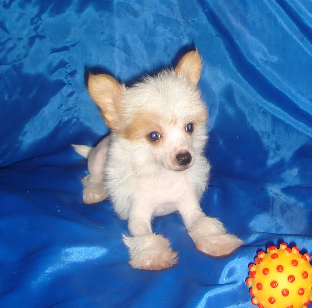 Naimuluna Line Glamour White Pearls