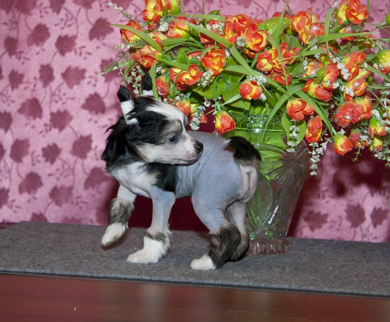 Alfa Laval Heartbreaker