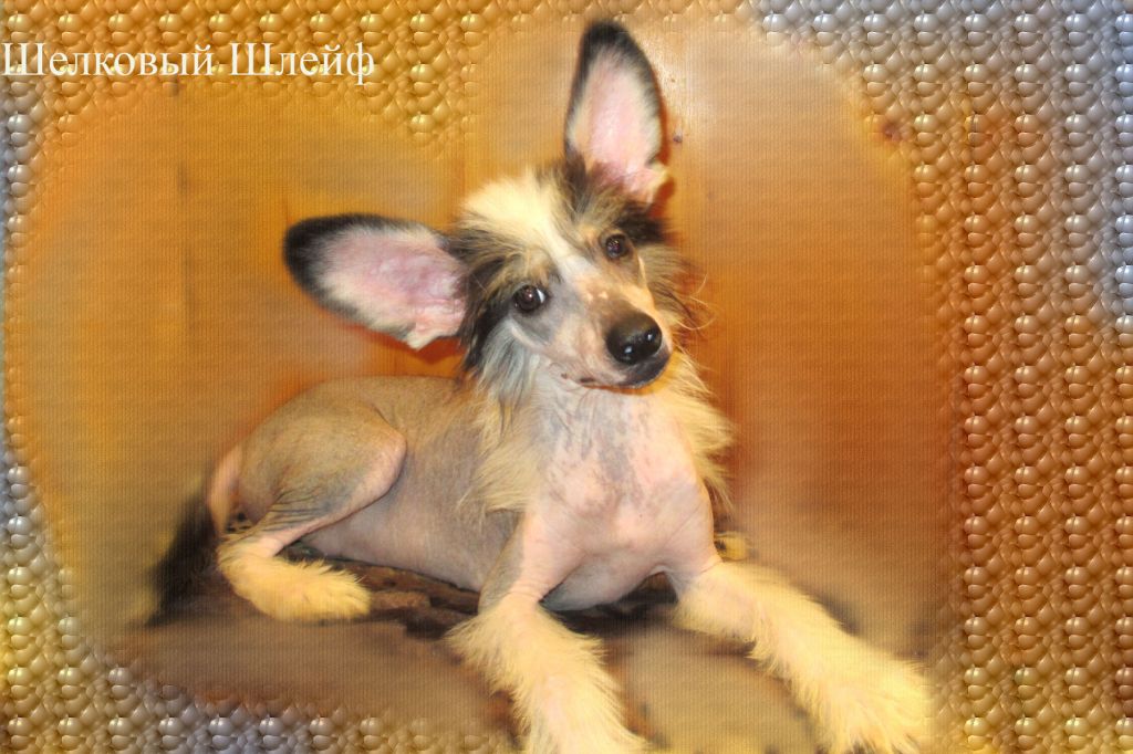 Shelcovij Shlejf Intriga