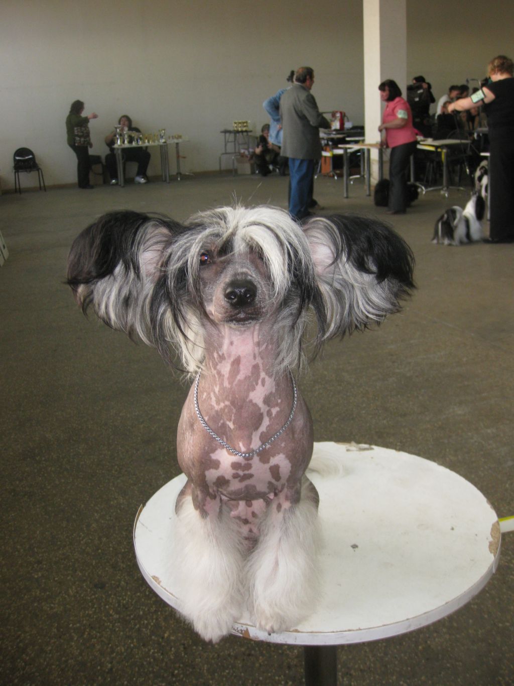 Shelcovij Shlejf  Istina