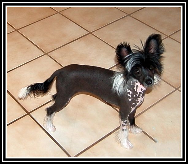 Canyon's Playing With Fire At Shomars