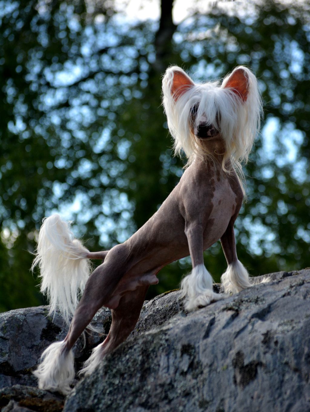 Bonniveras Kiss Me Quick