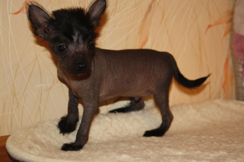 Charuyuschiy Soblazn Veiw Of Joy