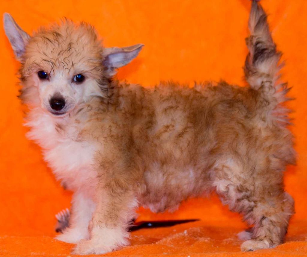 FyreCracker Whisperln de GabriTho