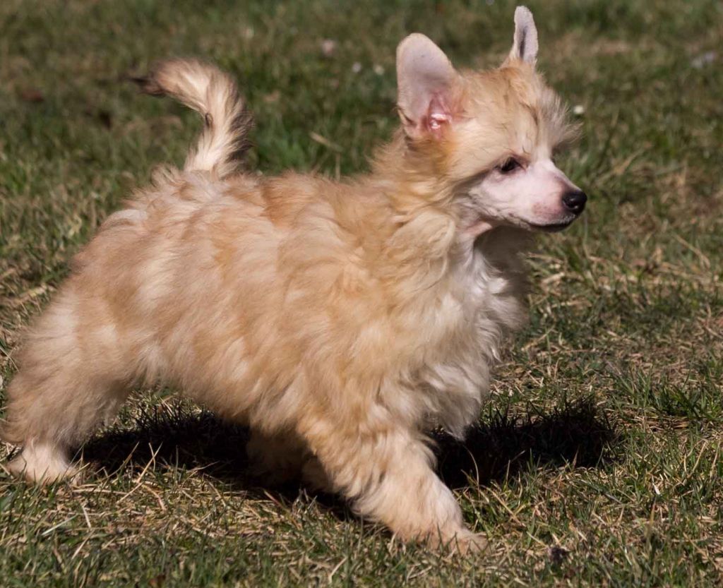 FyreFly Whisperln de GabriTho