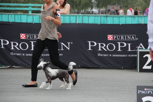 Irgen Gold Eva Forever