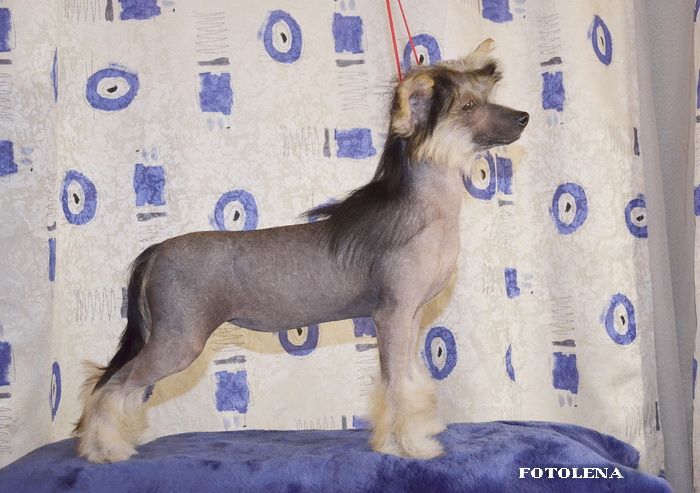 Irgen Gold Eliza Markiza