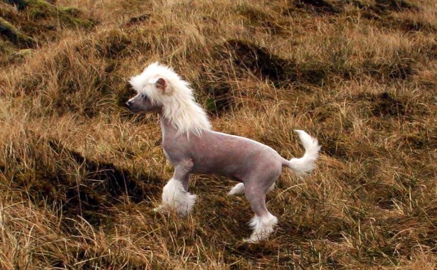 Dare to be cool as ice