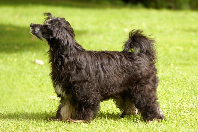 Old Chum's Princess Of Hearts