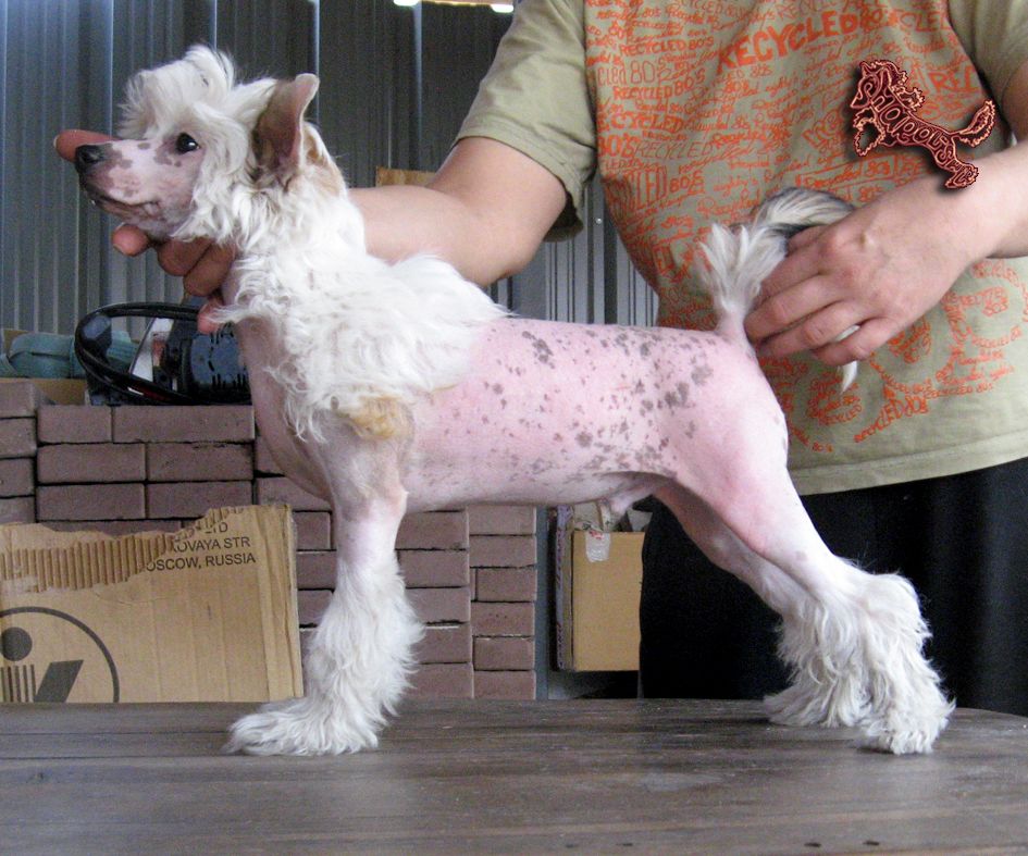 Sharol Shi Scheel Klein