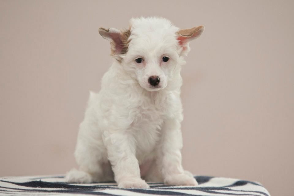 Lullaby Arabesque Magma