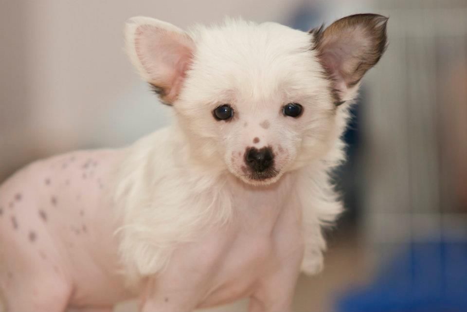 Liberty For Passion Magma