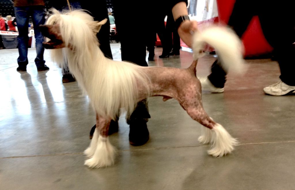 Leader Shows A Pride Magma