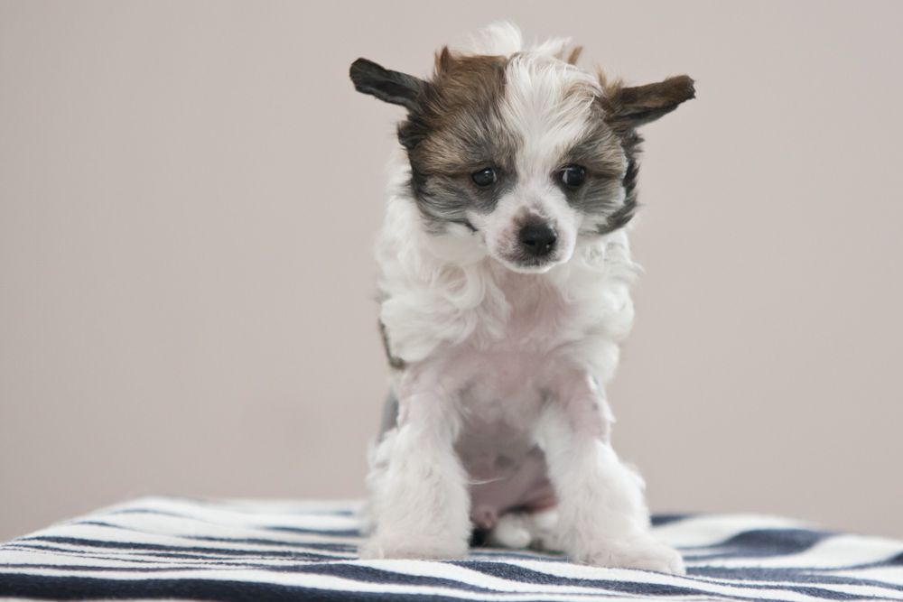 Light Sun My Special One Magma