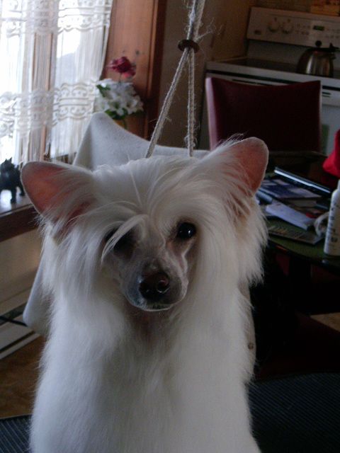 Crest-Vue's Vanilla Shake At Bopar