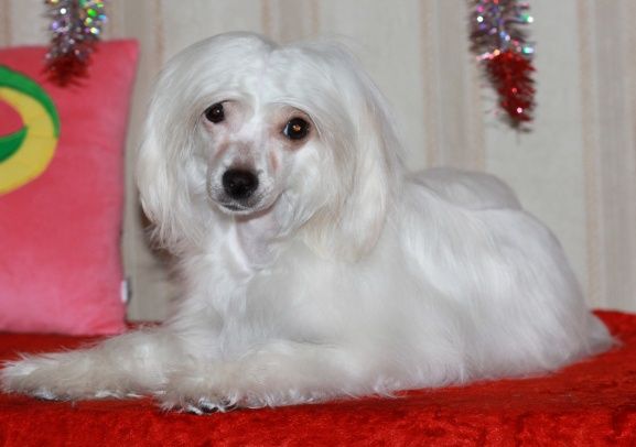 Mashama Mazi Rus Isoke Areta