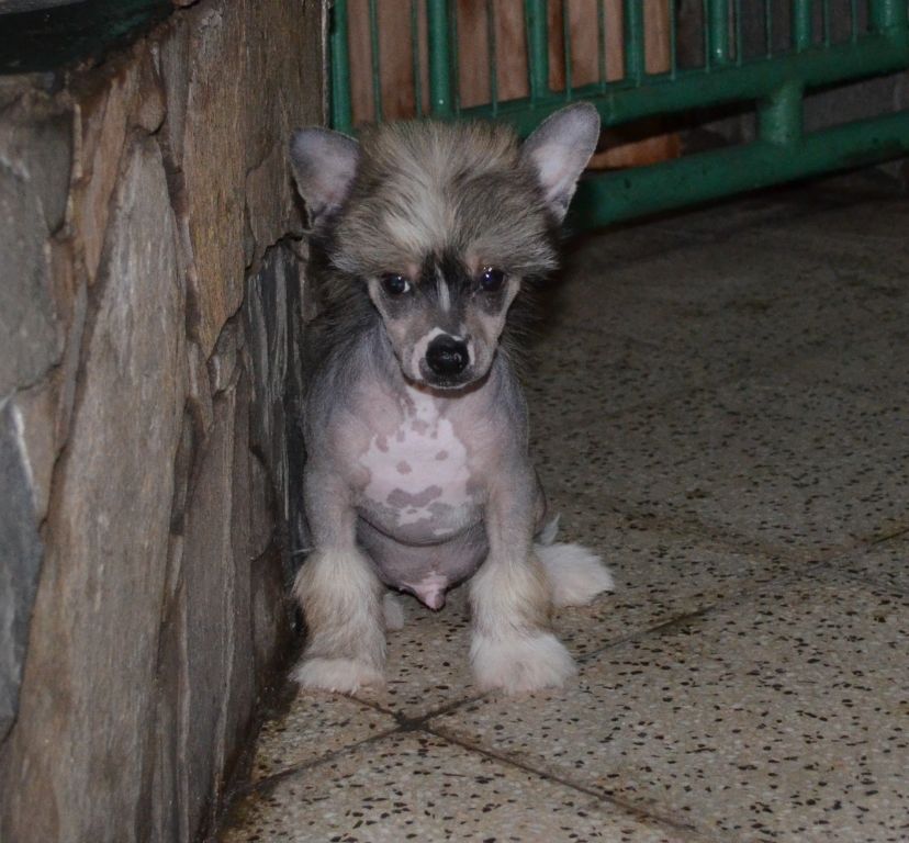 Blue Velvet Falazairroo